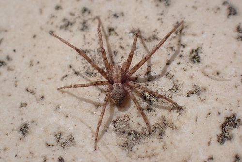 Glaucous Beautiful Running Crab Spider