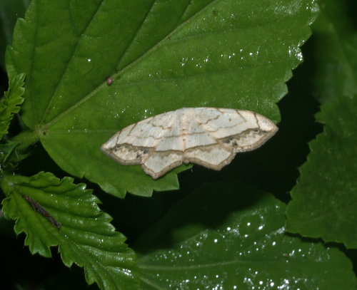 Scopula penricei