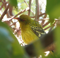 Oriolus flavocinctus