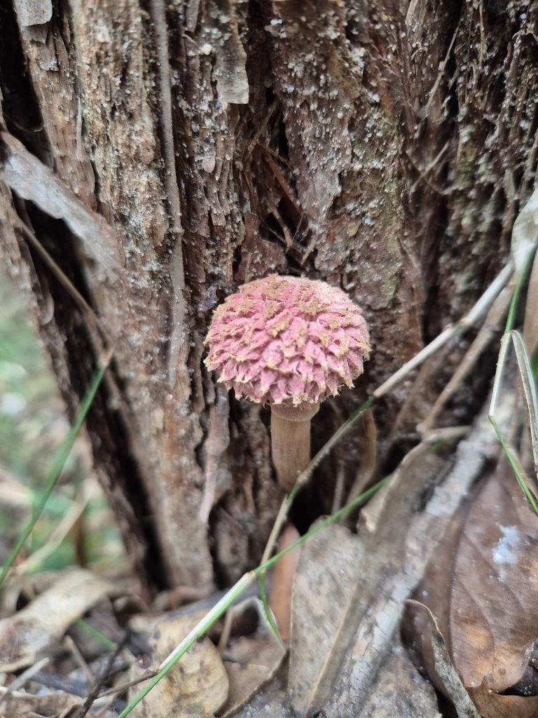 Boletellus emodensis · April 2025 · photo: © olliesaurus (iNaturalist, CC)