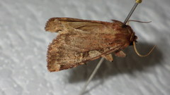 Xestia collina
