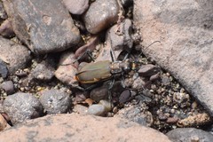 Cicindela marginipennis
