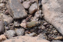 Cicindela marginipennis