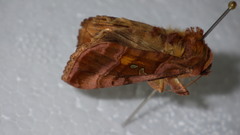 Autographa jota