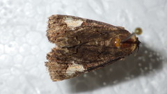 Aedia funesta