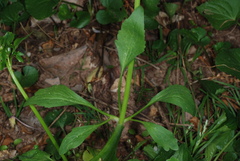 Ranunculus abortivus