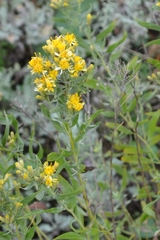 Galatella biflora