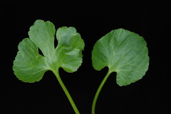 Ranunculus abortivus
