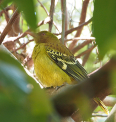 Oriolus flavocinctus