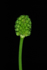 Ranunculus abortivus