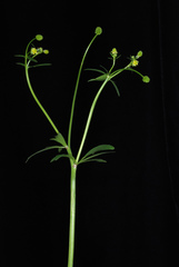 Ranunculus abortivus