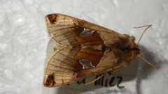Autographa aemula