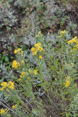 Galatella biflora