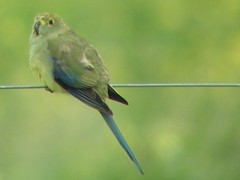 Neophema chrysostoma