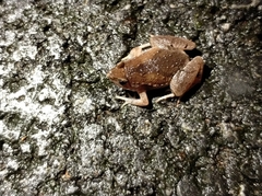 Microhylinae