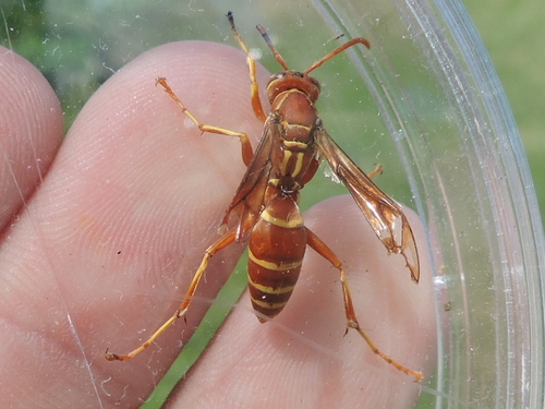 Southern Paper Wasp photo 6