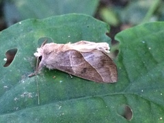 Hemiceratinae