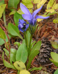 Gentianopsis barbellata