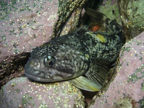 Yellowbelly rockcod (Notothenia neglecta) — Nototheniidae
