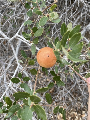 iNaturalist observation photo of California Gall Wasp
