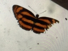 Lasippa heliodore dorelia