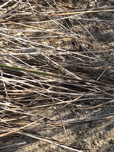 Long Skimmer photo 4
