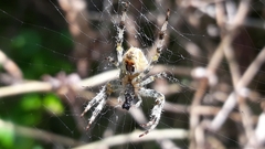 Araneus diadematus