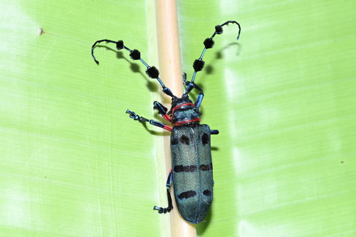 Fabulous Longhorn Beetle