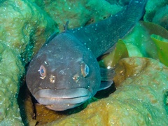 Yellowbelly Rockcod photo 2