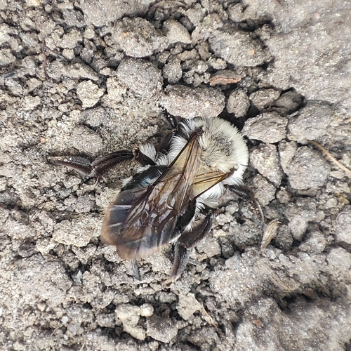 Grey-backed Mining Bee, Groningen, Nassauplein, 9717 CM Groningen, Netherlands, photo 8 of 10