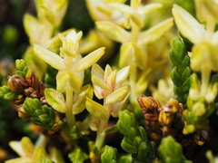 Exobasidium hypogenum