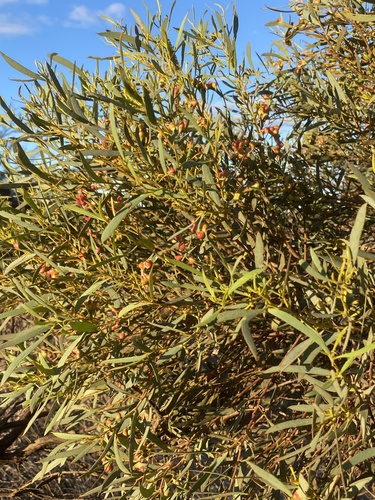 Eucalyptus medialis