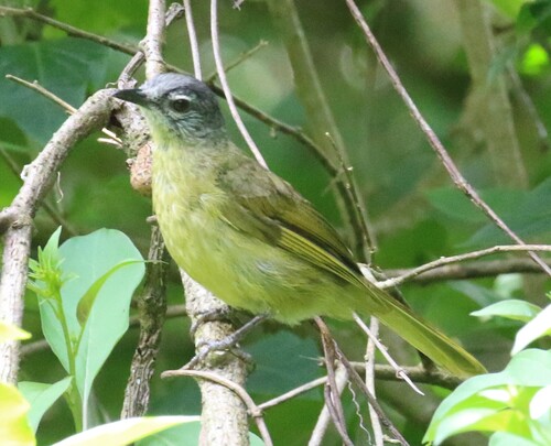 iNaturalist image