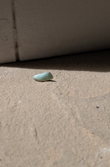 Flatormenis proxima