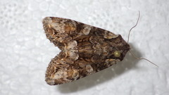 Lacanobia contigua