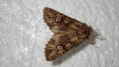 Pachetra sagittigera