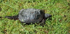 Chelydra
