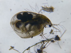 Simocephalus vetulus