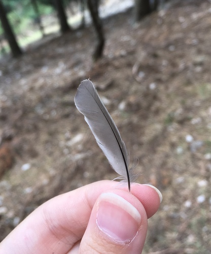 Plume de Mésange noire