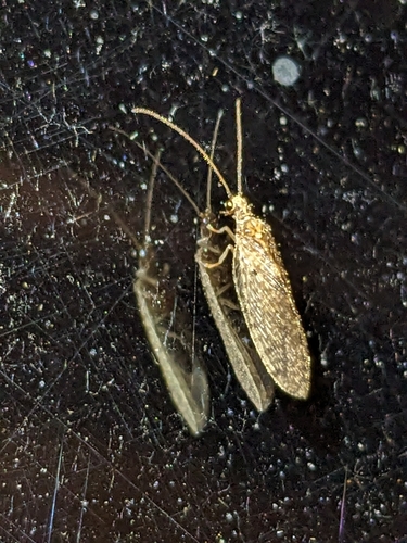 Micromus timidus observed 2025-04-09