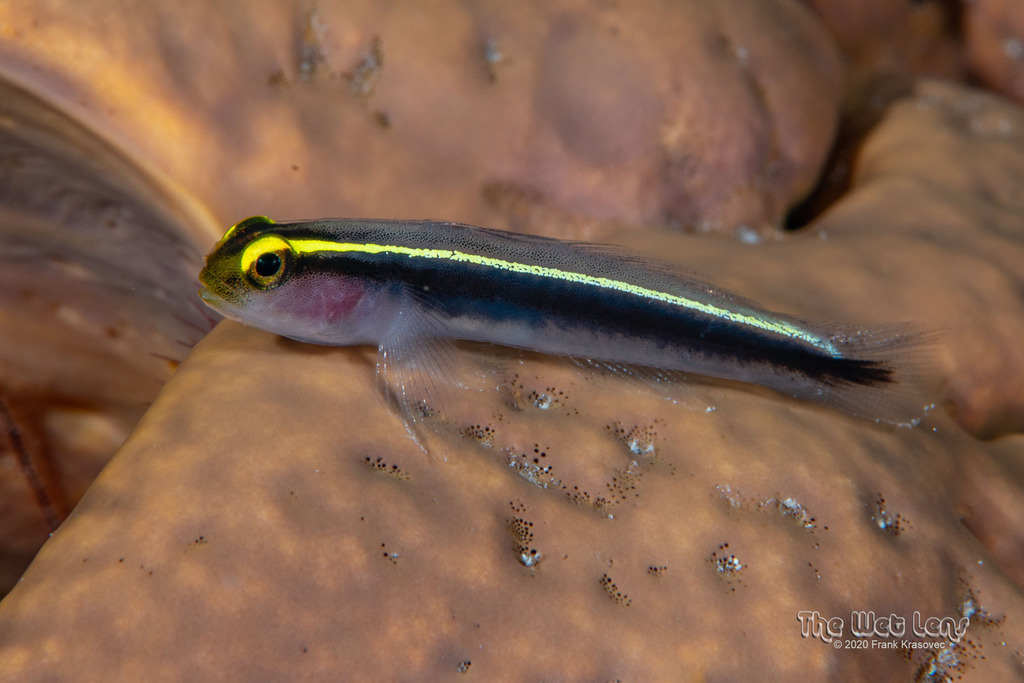 Yellowline Goby
