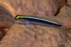 Yellowline Goby photo 1