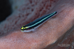 Spotlight Goby photo 1