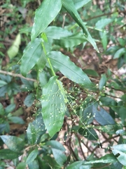 Panicum brevifolium