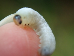 Monophadnus spinolae