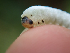 Monophadnus spinolae