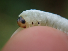 Monophadnus spinolae