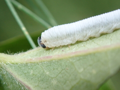 Monophadnus spinolae