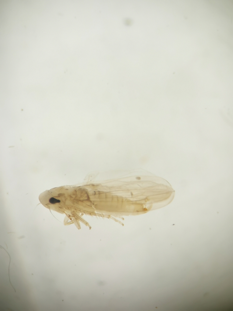 Wagneriala incisa
