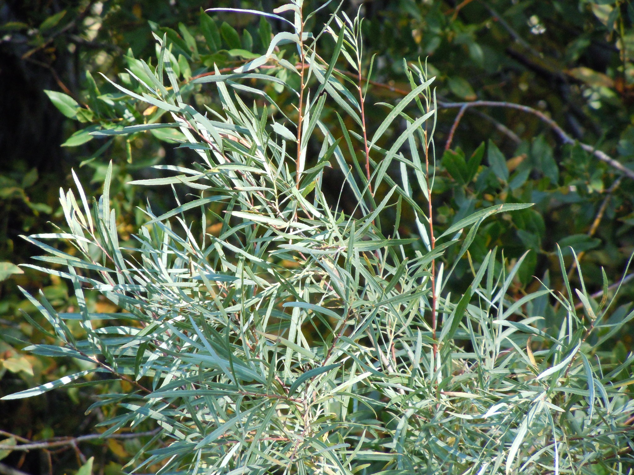 Salix exigua var. exigua